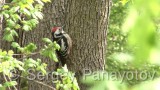 Video of Middle Spotted Woodpecker - Middle Spotted Woodpecker in nest period